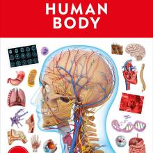 Eyewitness Human Body